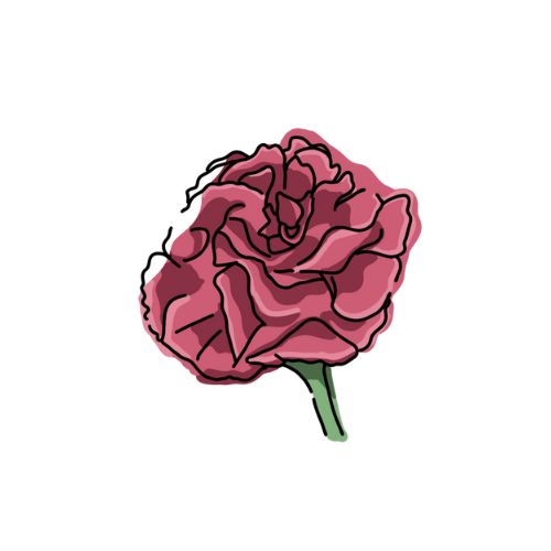 カーネーションのイラスト