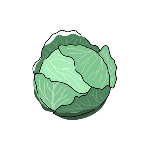 キャベツのイラスト