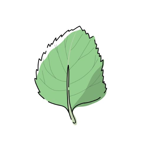 大葉のイラスト