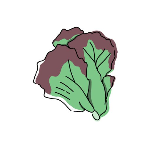 サニーレタスのイラスト