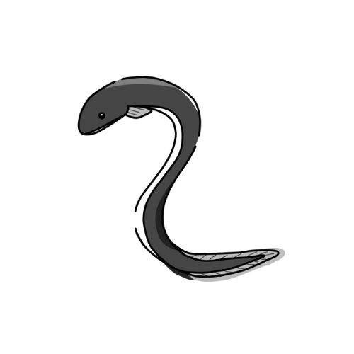 うなぎのイラスト