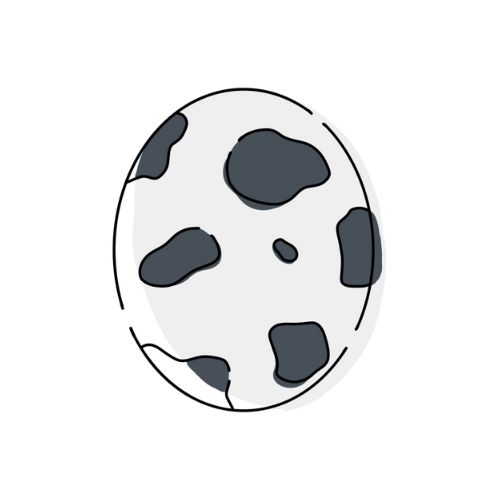 うずらの卵のイラスト